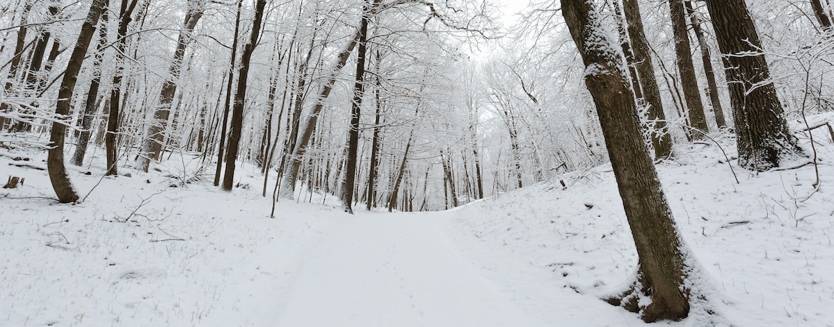 Snow covers trees in a wood