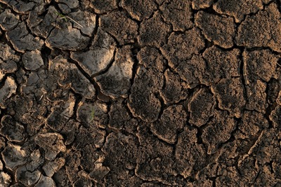 Dry soil shows cracks.