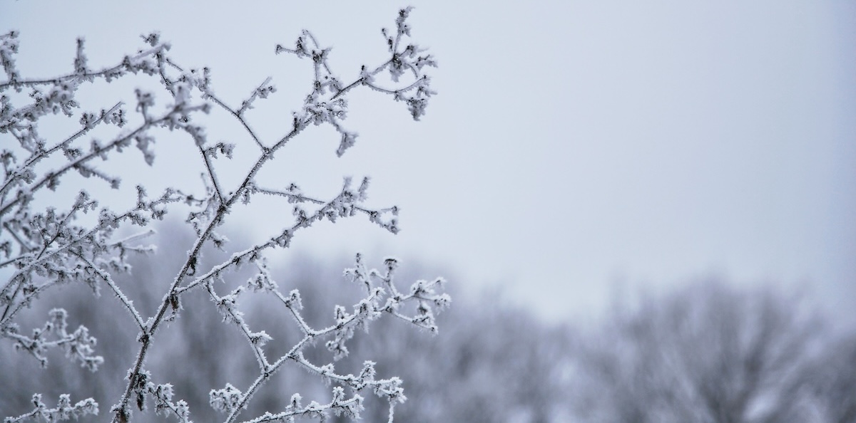 Frosted branch in the foreground and dreary winter sky in the background