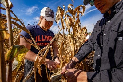 people working in a cornfield