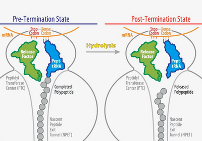 A release factor detects a stop codon in messenger RNA (mRNA) and releases the newly made peptide chain through a hydrolysis reaction. (Illustration: Aleksandrova et al.)