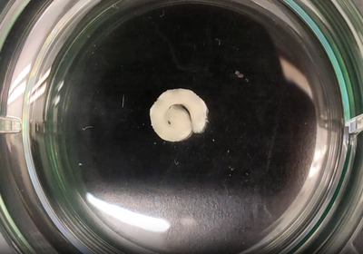 A tissue construct created with a new 4D bioprinting system developed by UIC researchers