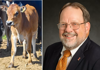 Dr. Matt Wheeler, pictured, helped develop the first transgenic cow to produce human insulin in her milk.