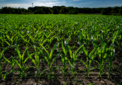 A corn field