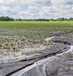Field Runoff
