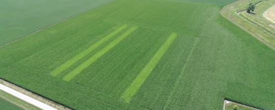 Cornfield
