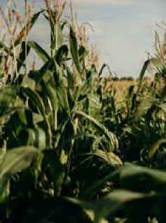 Corn