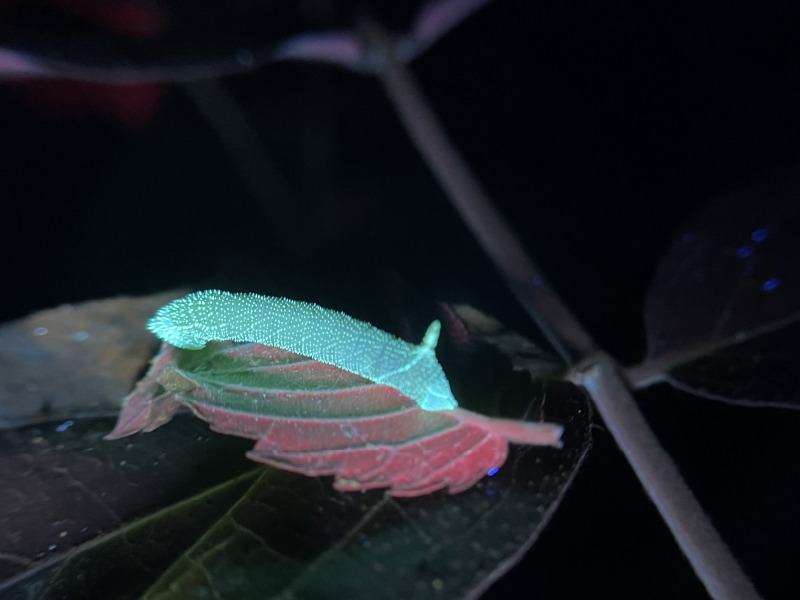 Unseen World of Ultraviolet Insects. This picture shows a caterpillar on a plant illuminated under ultraviolet light (365 nm).