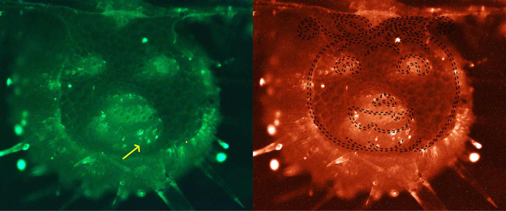 Saving Jack-o'-lantern. Microscopic view of midvein of pumpkin leaf infected with genetically-modified fluorescent bacteria (Serratia ureilytica).