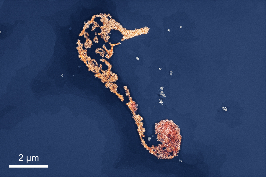Life Born in the Microscopic World. A SEM image showing a seahorse-like pattern formed by platinum octahedral nanoframes during their self-assembly.