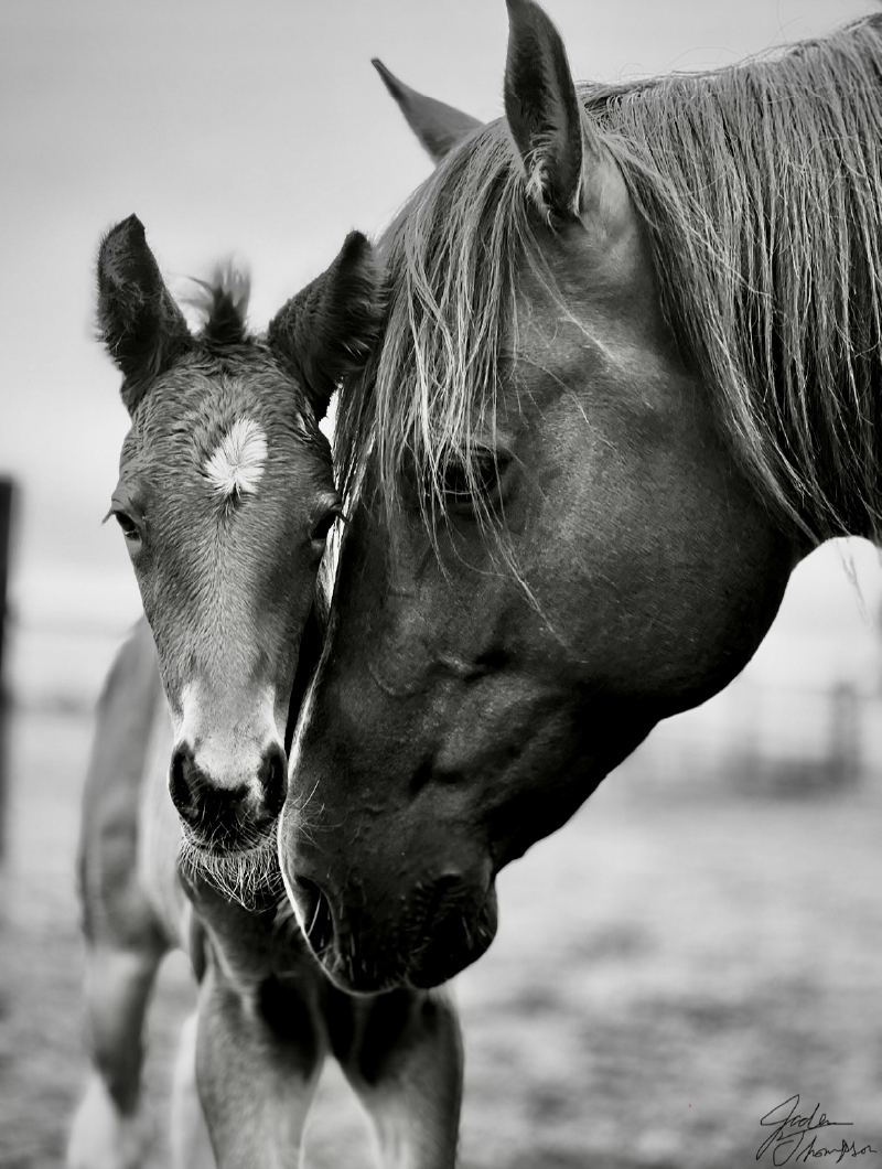 The Beginning of Becoming. A mare reaches down to nuzzle her newborn foal, who is looking forward at the viewer.