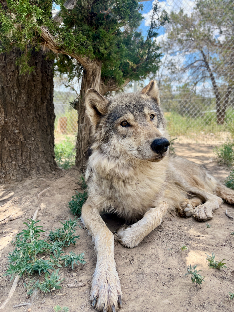 Finding Sanctuary, or, The Unbinding of Fenris. A wolf with gray-tawny fur laying serenely under a juniper tree. His head is lifted and tilted slightly, ears perked forward